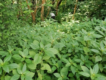 An area of Himalayan balsam Roath Wild Gardens. 