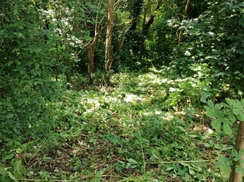 A cleared area of Roath Wild Gardens following one of our balsam bashes.