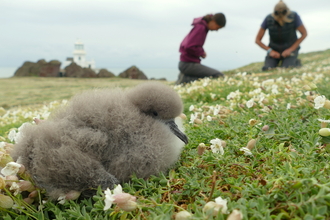 Skokholm volunteers and Manx Shearwater chick