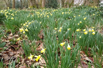Wild Daffodils in Llandefaelog Wood Nature Reserve