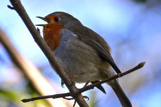 A robin singing from the branch of a tree