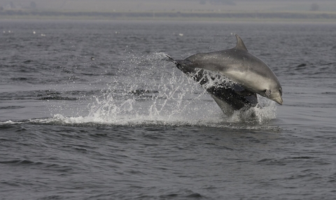 Dolphin pair leaping