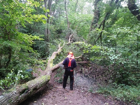 Duncan removing a fallen tree