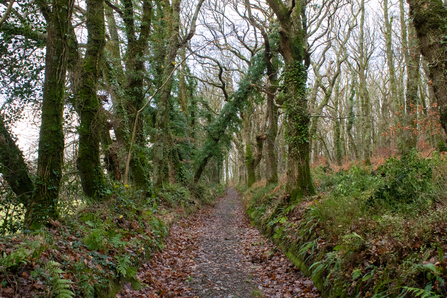 A track through a woodland. The trees have lots of ivy growing on them, and there is a moss and ferns on the forest floor. 