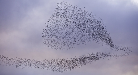 A Starling murmuration - a large flock of birds in the sky.