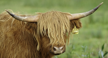Highland cow wit shaggy orange fur and two large horns. 
