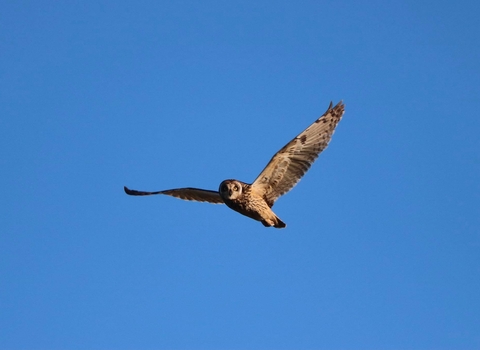 Short-Eared Owl in flight.