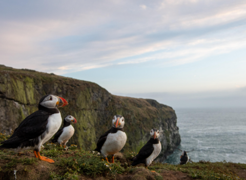 Puffins on the Wick