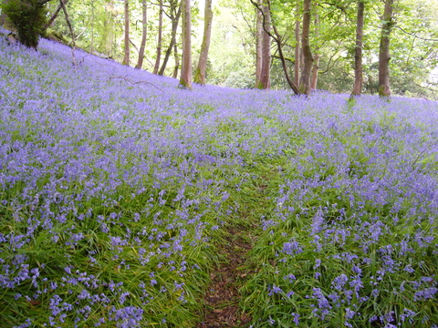 Castle Woods Bluebells