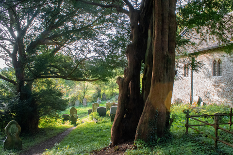 Yew Tree next to Church within Castle Woods