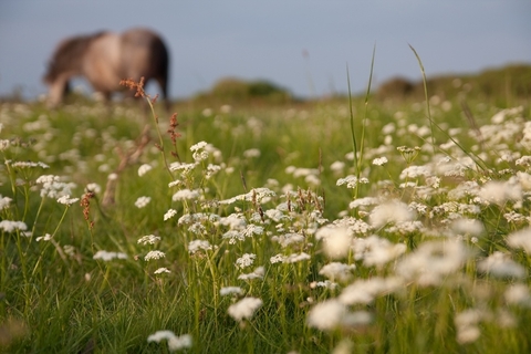 Meadow of white flowers with a pony in the background. 