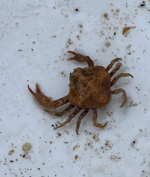 Nut crab