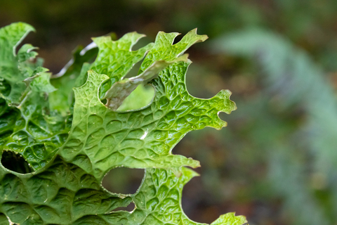 Tree lungwort. It is a vivid green leafy lichen. 