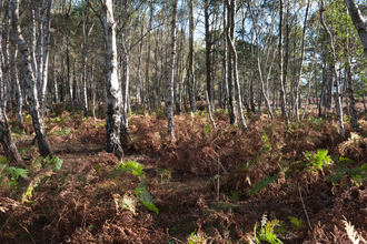 Lowland dry oak and birch wood