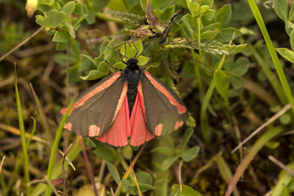 Cinnabar moth