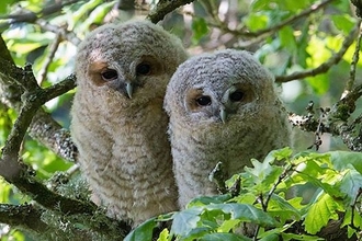 Tawny Owl chicks sitting on tree branch