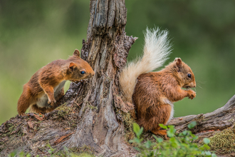 Red Squirrel