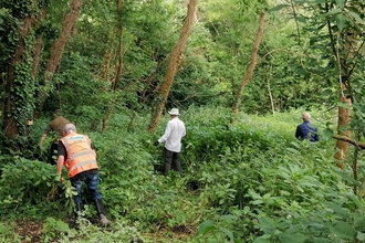 Balsam bash at Roath Wild Gardens