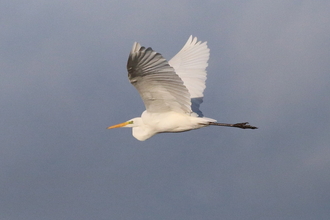 Great egret flying against a stormy sky by Keith Noble