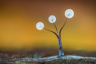 Slime Mould