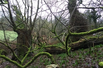 Young sycamore under oak canopy.