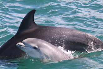 Bottlenose Dolphin and calf Cardigan Bay