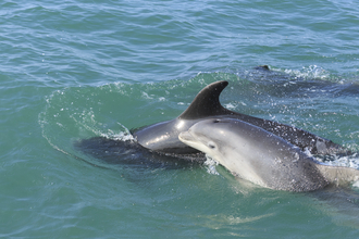 Bottlenose Dolphin and calf