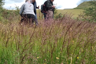 Botany walk on Allt Rhongyr Nature Reserve