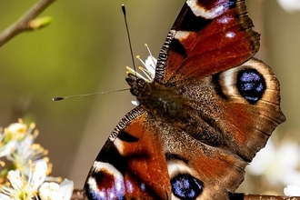 Peacock butterfly on blackthorn