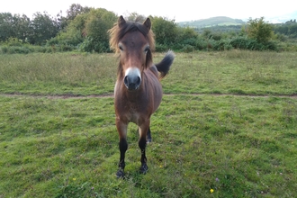 Cae Eglwys Colt