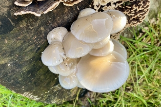 White shiny fungi growing from an old tree stump