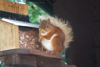 Red Squirrel by peanut feeder