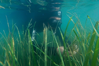 Dale Sea Grass Project diver amongst sea grass