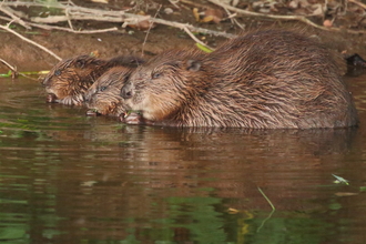 Beaver mother and kits