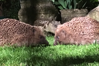 Two hedgehogs, nose to nose