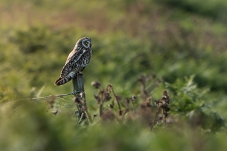 Short Eared Owl on Skomer