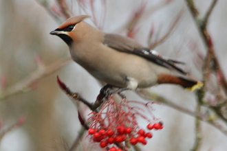 Waxwing with rowan berries