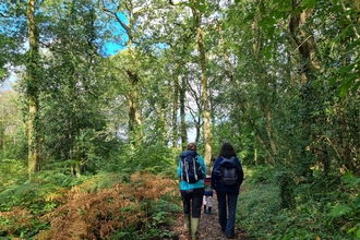 Gelli Hir woods in Autumn with a green tree canopy and path with two walkers