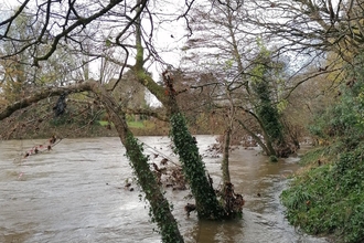 Trees submerged by murky floodwater water in Bute Park, Cardiff. 