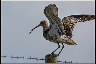 Curlew on fence post