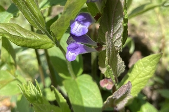 Purple flower