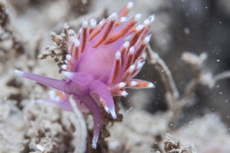 Violet Sea Slug