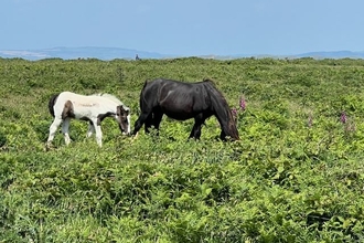 Pony and foal