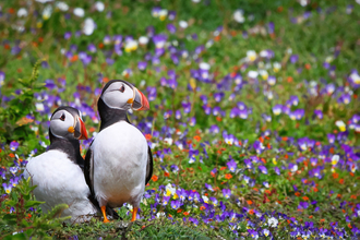 A pair of Puffins in a grassland of purple and orange flowers on Skokholm.