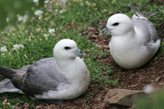 Fulmars