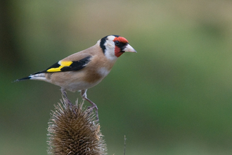 Goldfinch