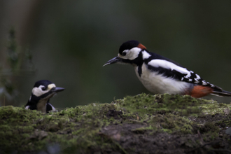 Pair of Great spotted woodpeckers