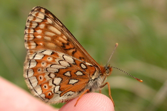 MARSH FRITILLARY