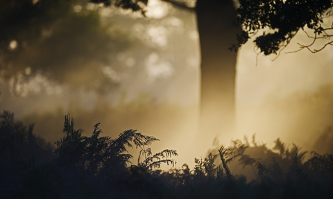 Oak woodland in gentle light at dawn, The Wildlife Trusts