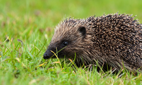 Hedgehog in short cut grass